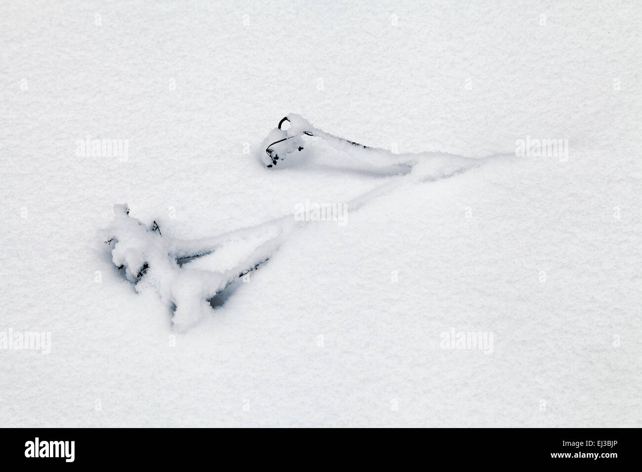 Trockenrasen mit Schnee bedeckt Stockfoto
