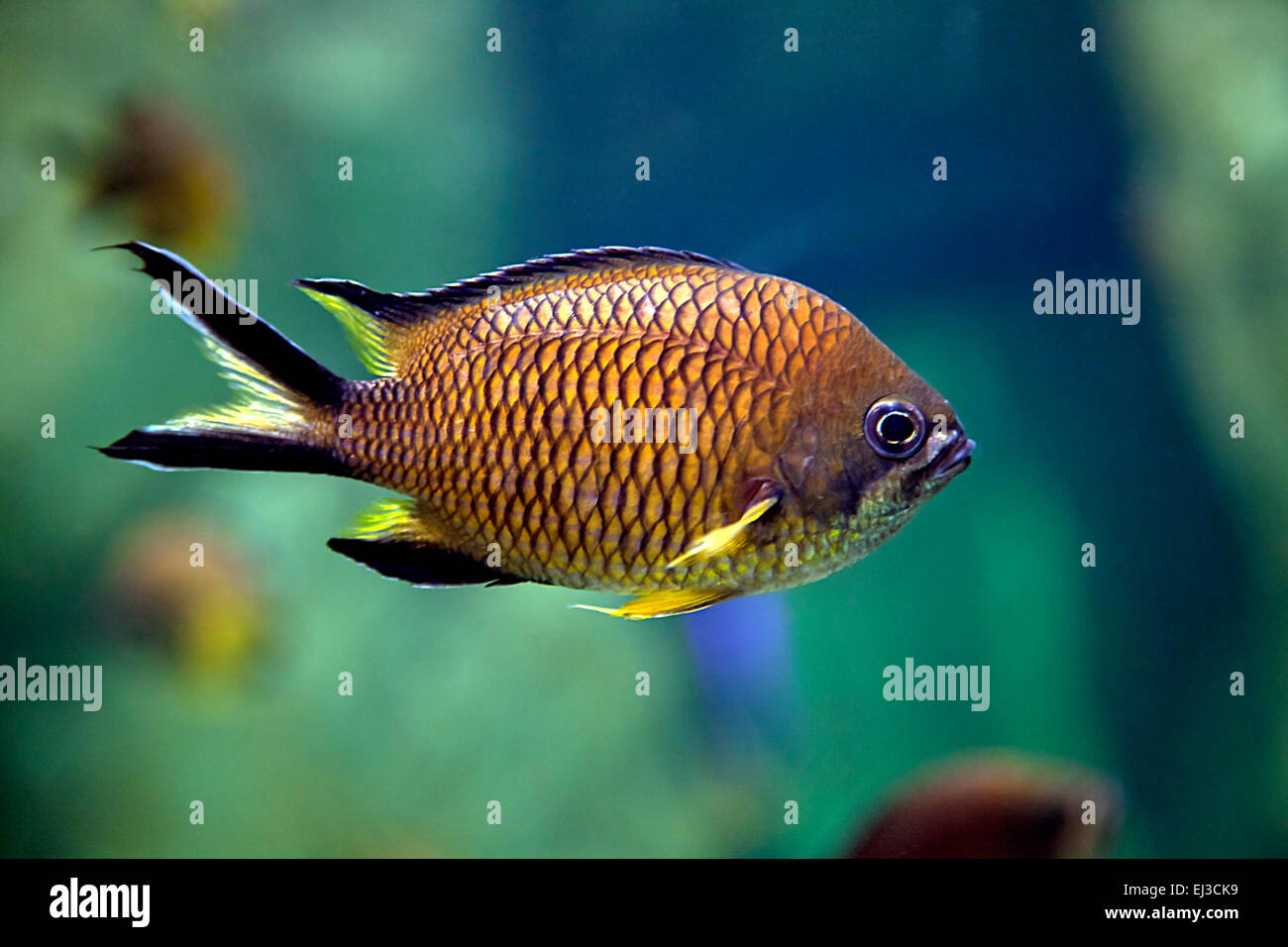 Nahaufnahme einer exotischen Fische schwimmen im aquarium Stockfoto