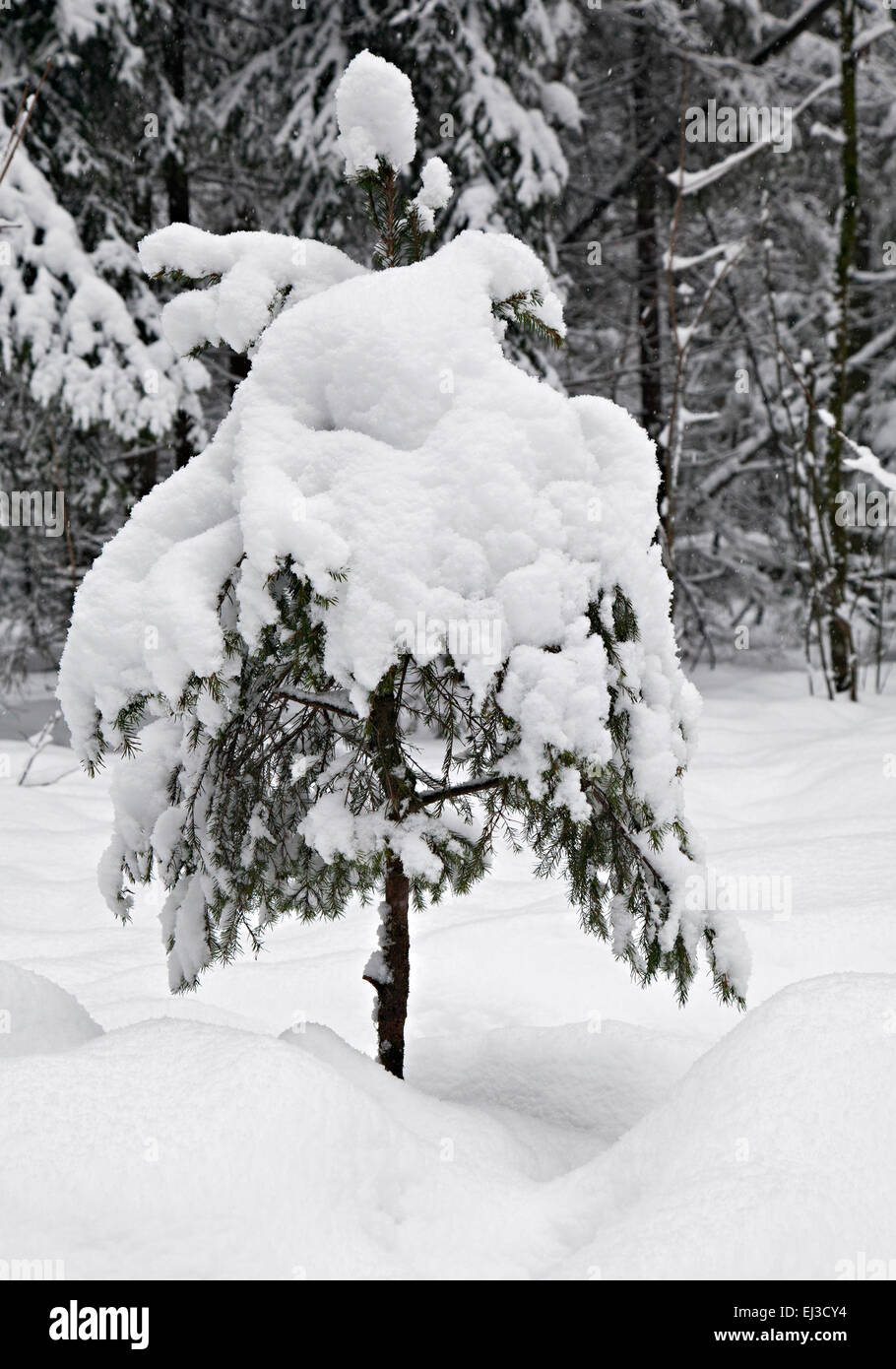Eine kleine Tanne mit Schnee bedeckt Stockfoto