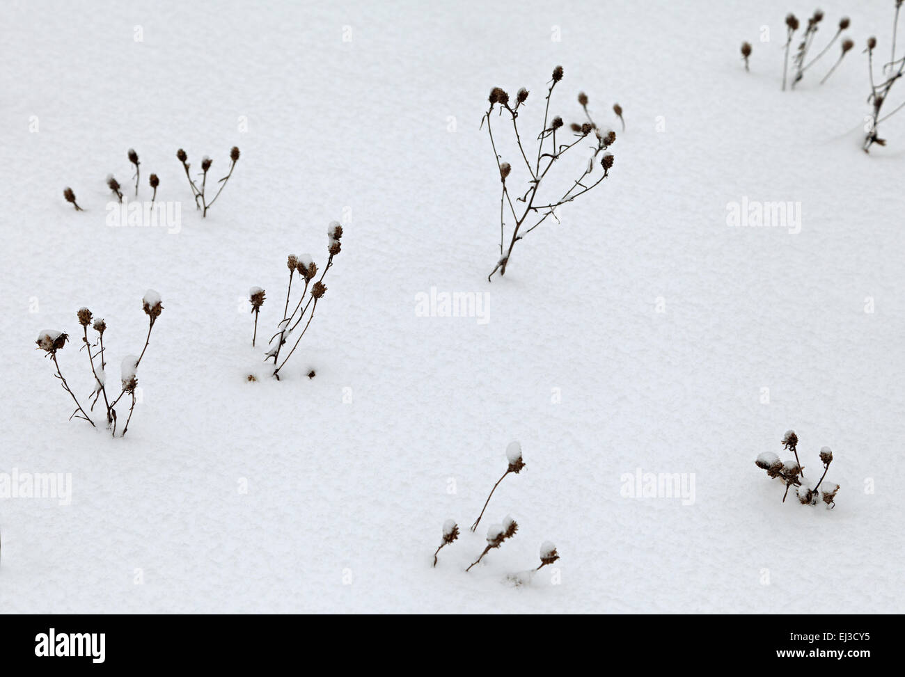 Trockenrasen mit Schnee bedeckt Stockfoto