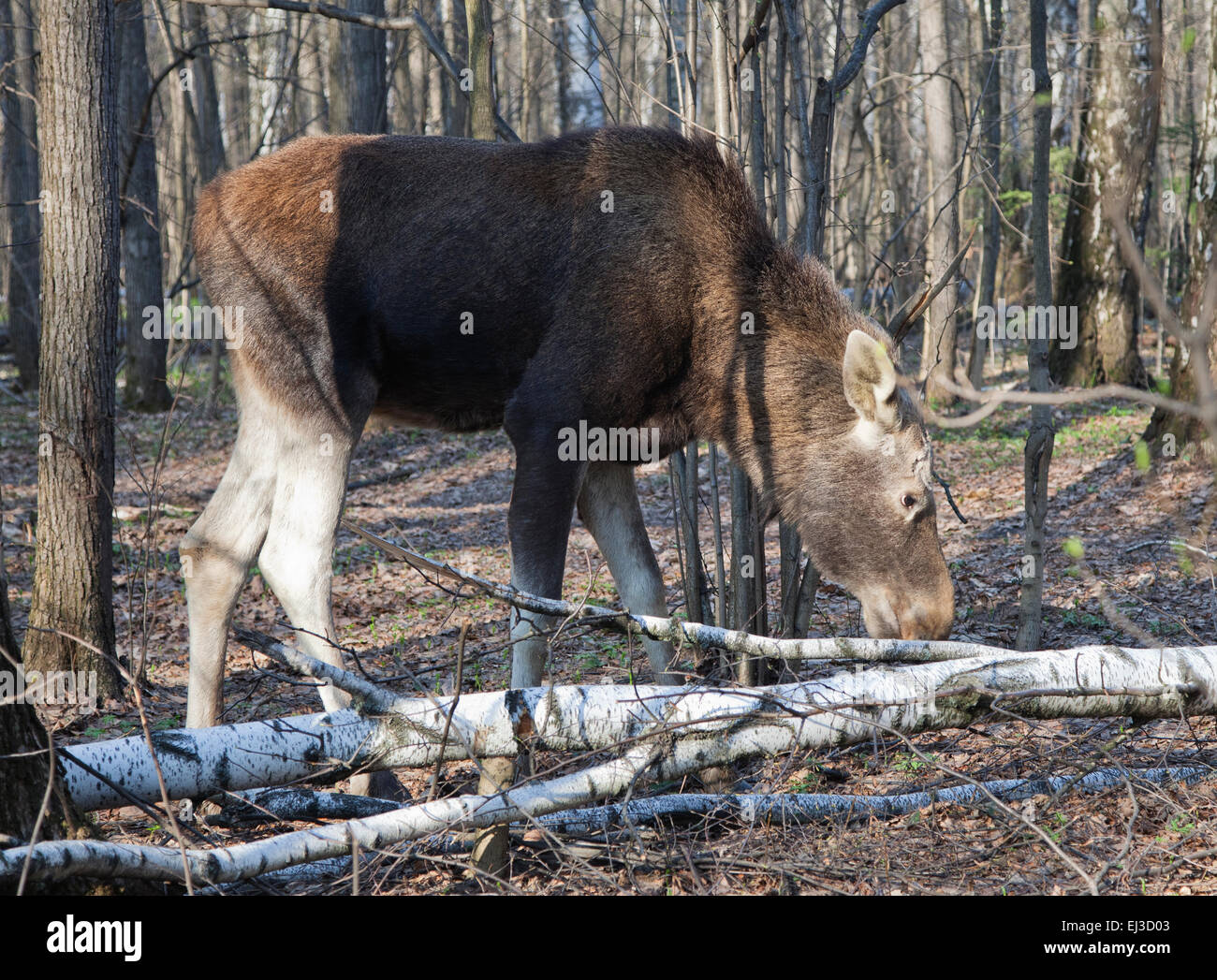 Elch Weiden im Frühjahr Wald, Nahaufnahme Stockfoto