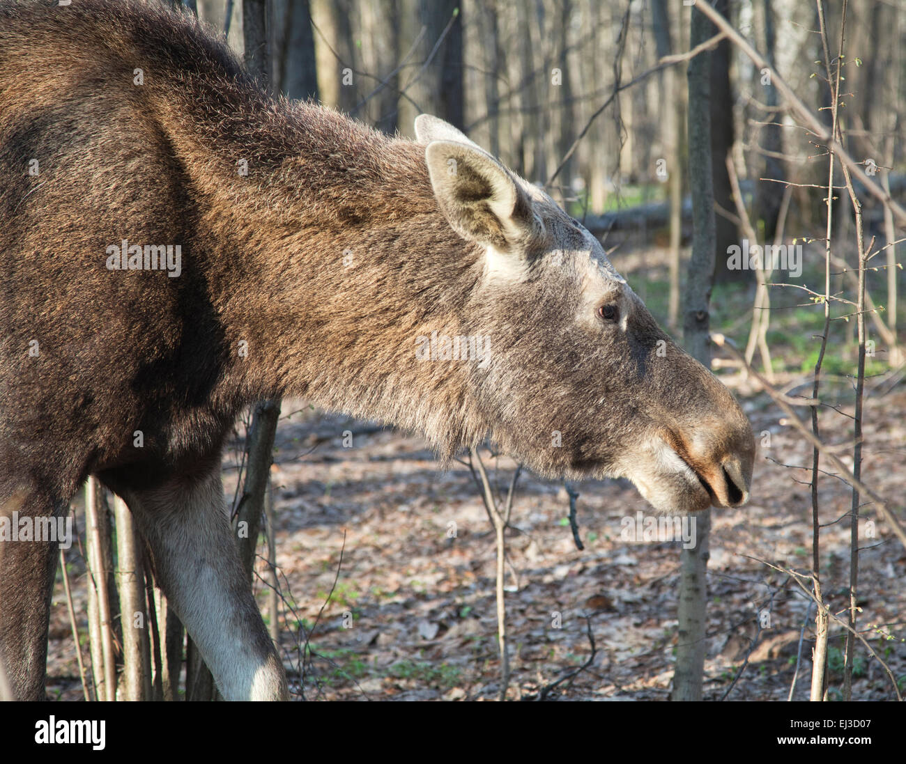 Elch Weiden im Frühjahr Wald, Nahaufnahme Stockfoto