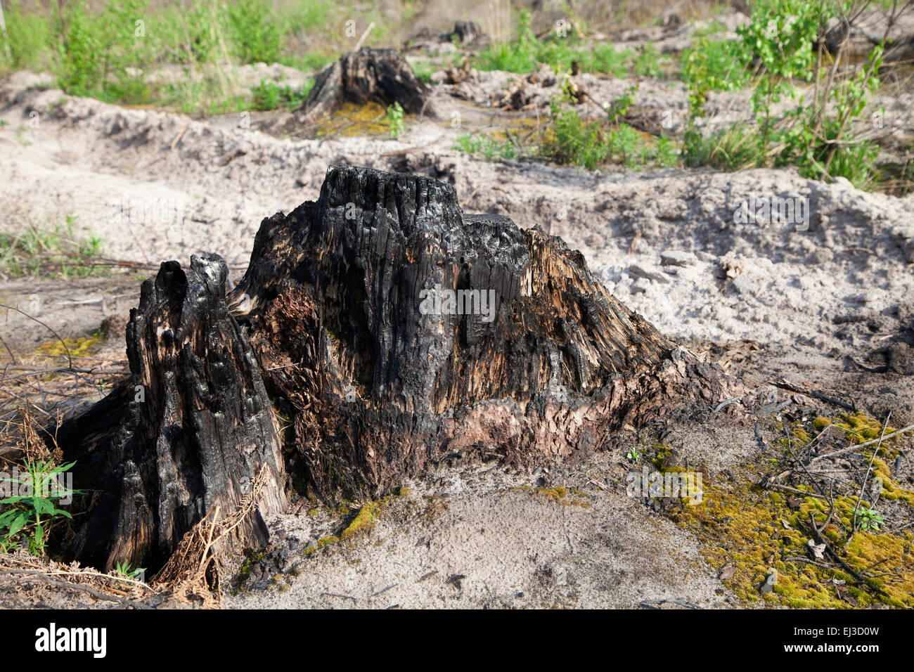 Verbrannte Baumstumpf nach einem Waldbrand Stockfoto