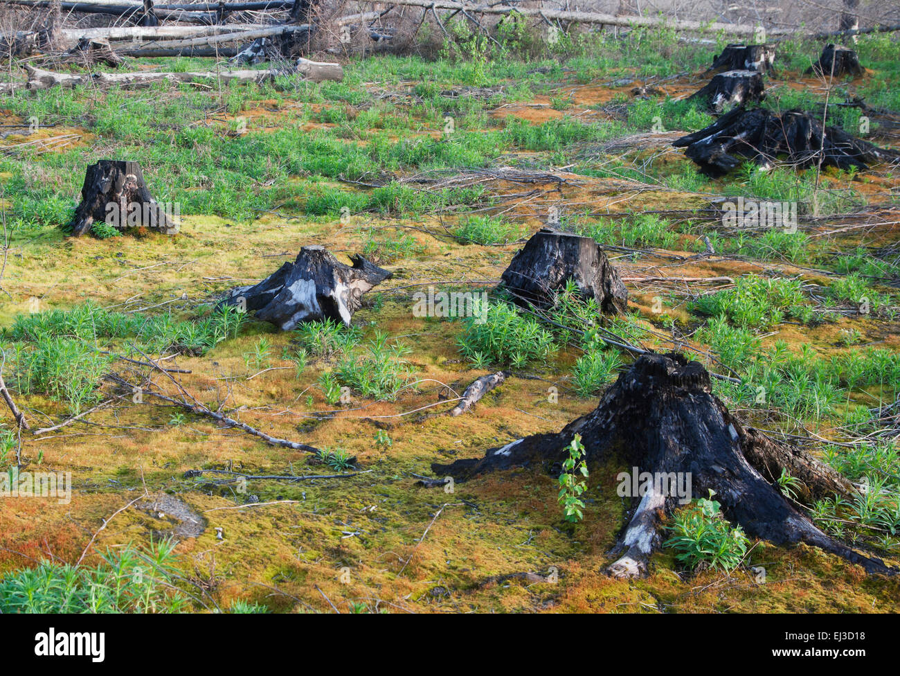 Verbrannten Baumstümpfe nach einem Waldbrand Stockfoto