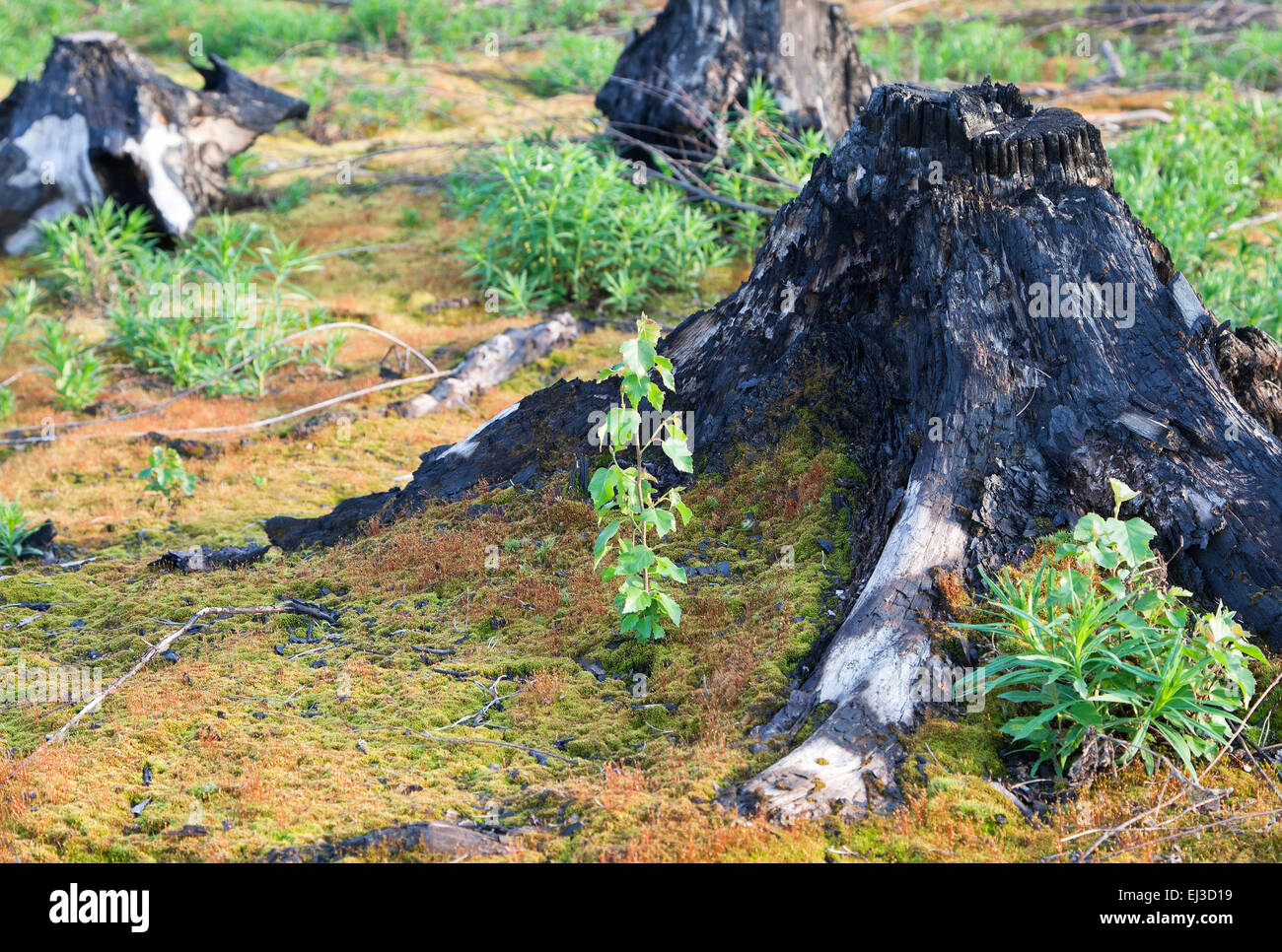 Verbrannten Baumstümpfe nach einem Waldbrand Stockfoto