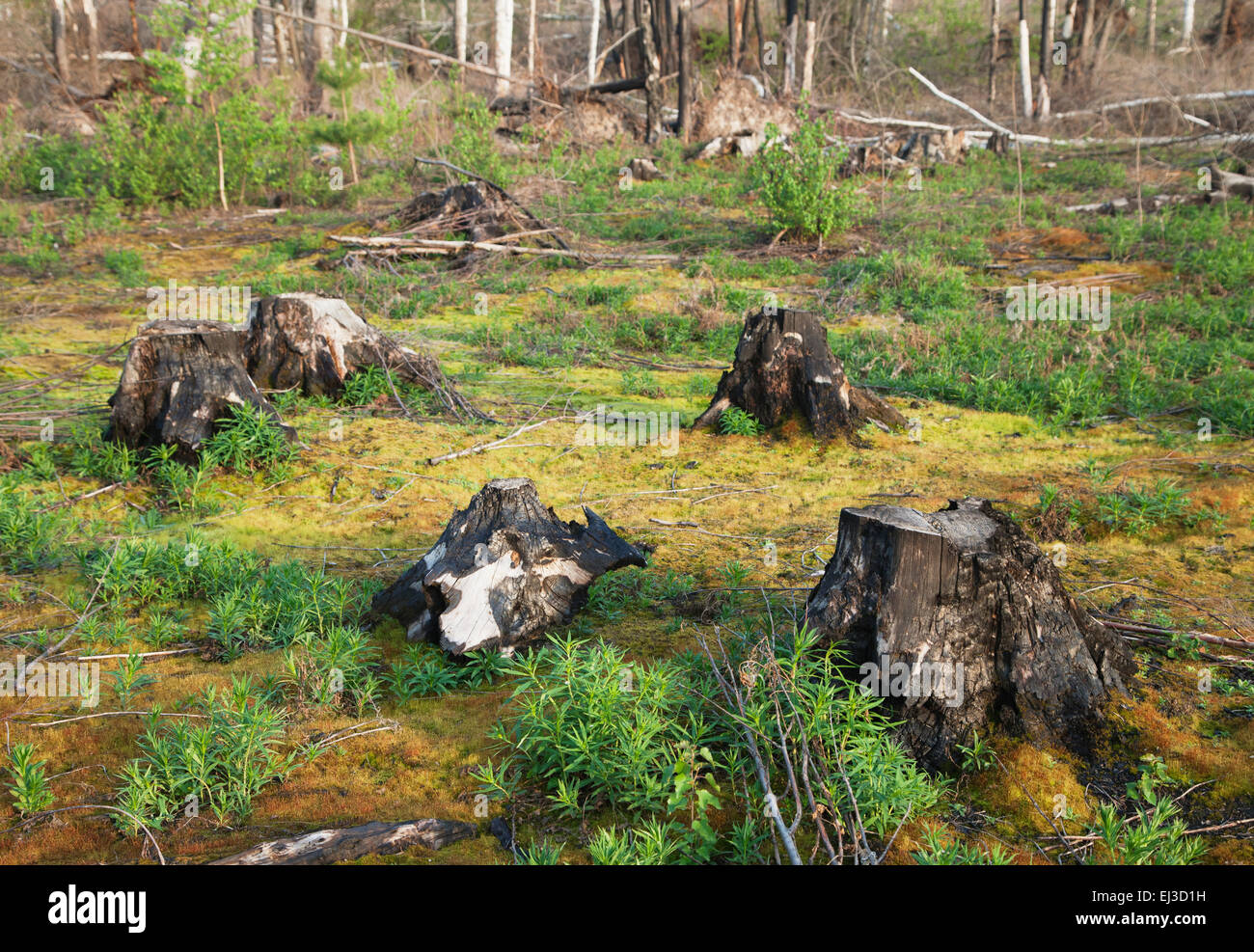 Verbrannten Baumstümpfe nach einem Waldbrand Stockfoto