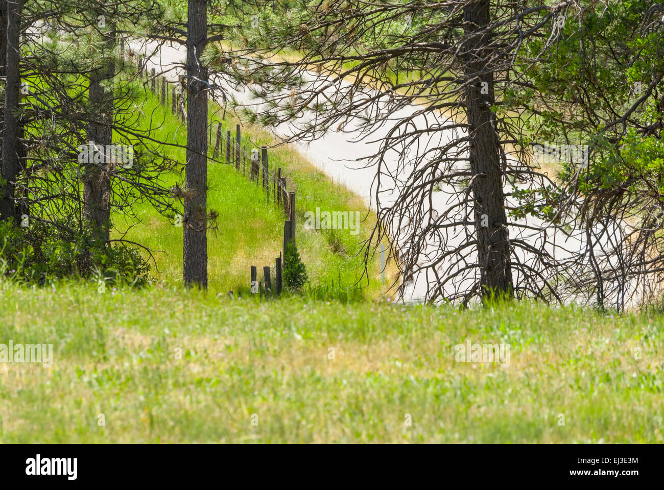 Ansicht von Ponderosa Pines Nevada City, Kalifornien. Stockfoto