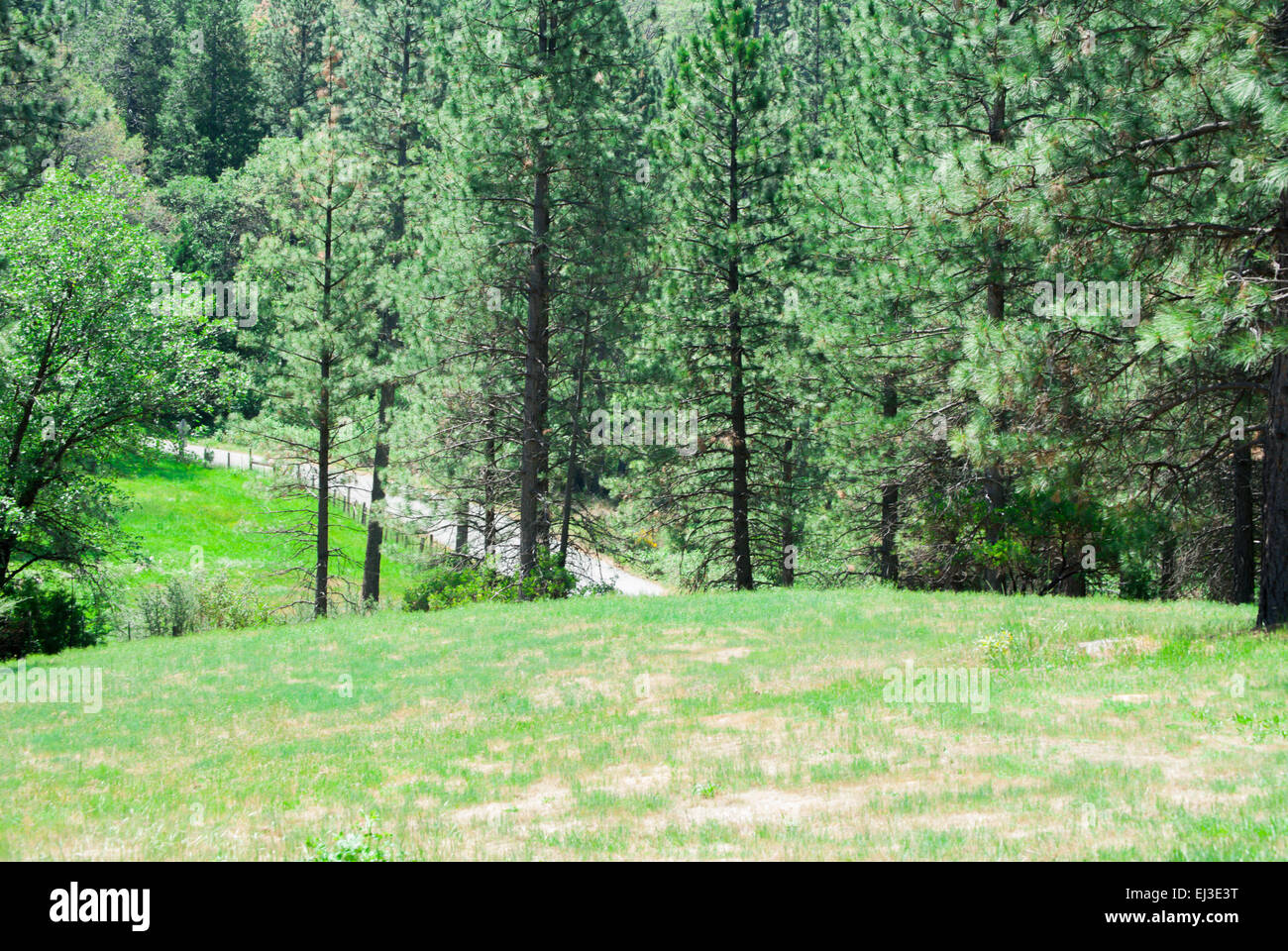 Ansicht von Ponderosa Pines Nevada City, Kalifornien. Stockfoto