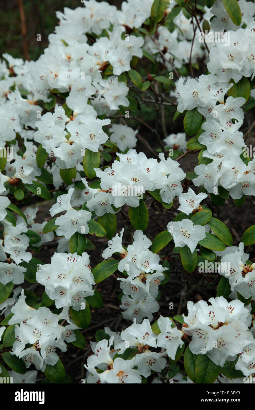 Rhododendron 'Eider"im Savill Garden, Windsor Stockfoto