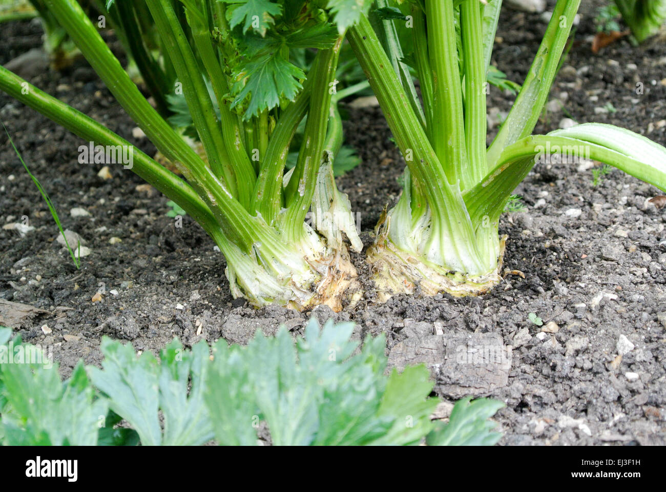 Knollensellerie-Anbau Stockfoto