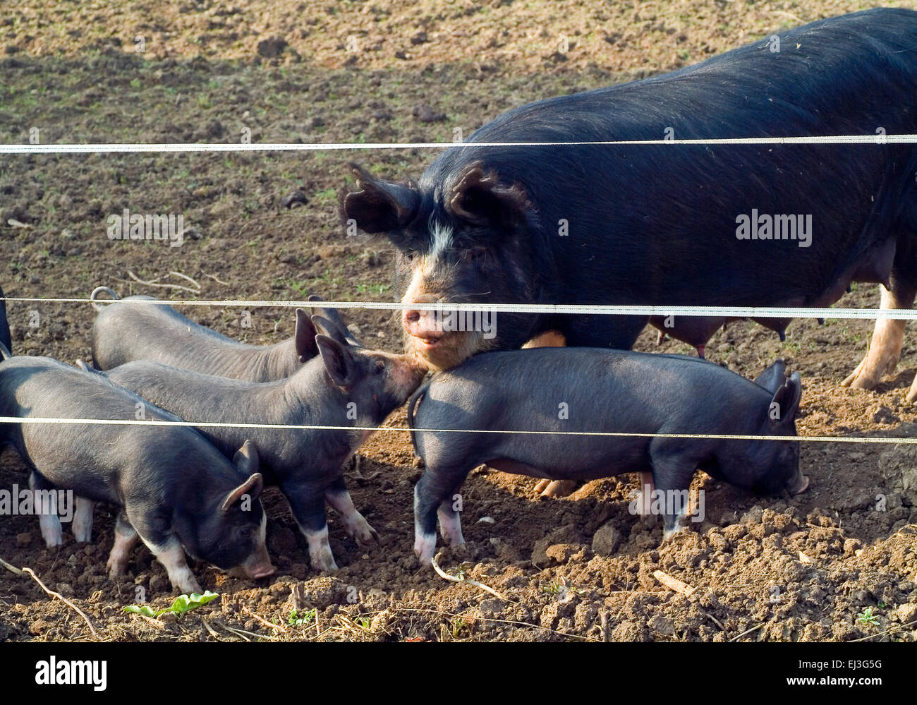 Schwarze inländischen Ferkel in Freilandhaltung Tierhaltung auf einem Bio Bauernhof England UK Europa Stockfoto