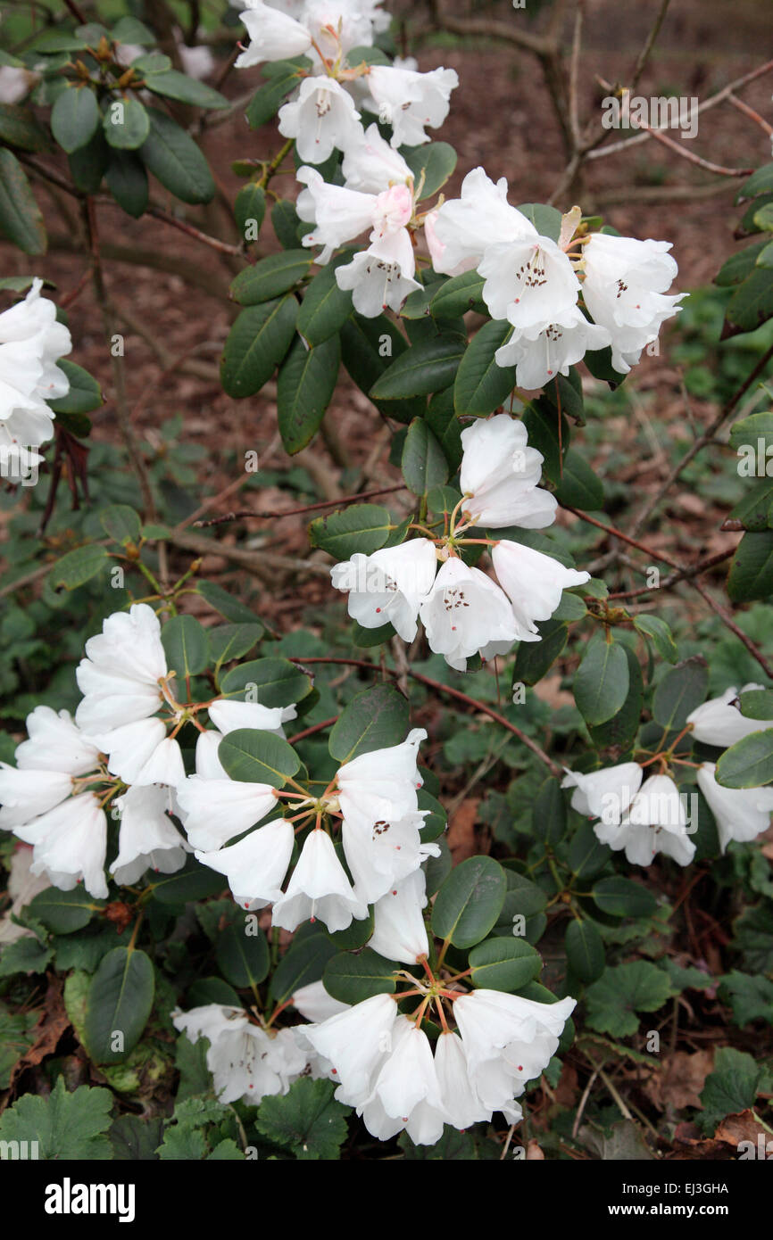 Rhododendron 'Psyche' im Savill Garden, Windsor Stockfoto