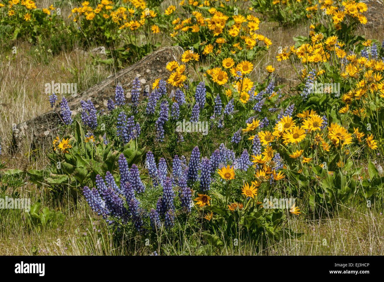 Arrowleaf Balsamwurzel (Balsamorhiza Sagittata) und Columbia-Schlucht breit-Blatt Lupine Wildblumen in Washington Stockfoto