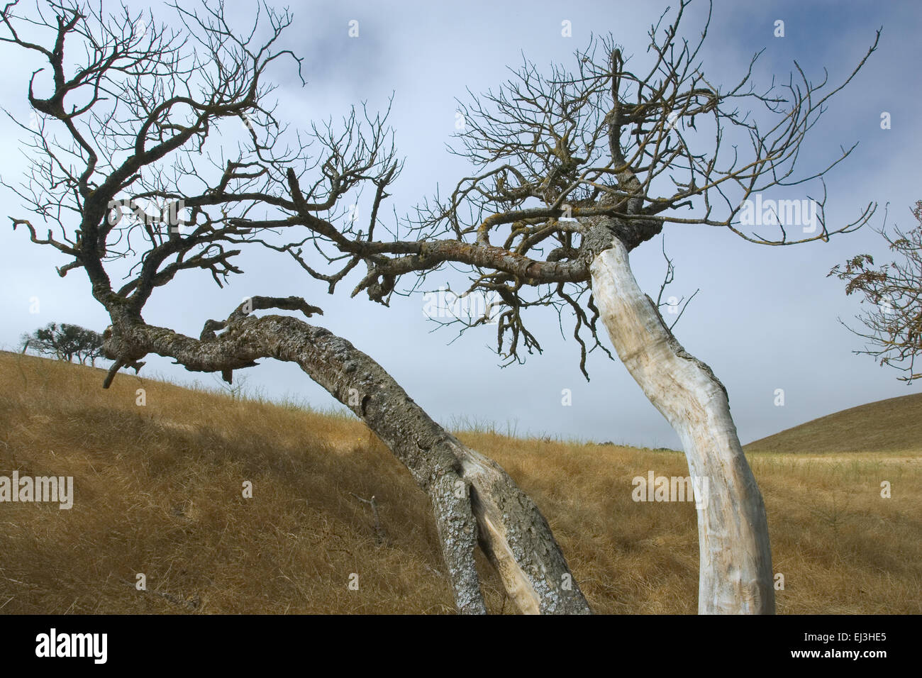 Baum tot im Chaparral im Sommer im Sky Ranch / Dutra Ranch in Martinez, Kalifornien, USA Stockfoto