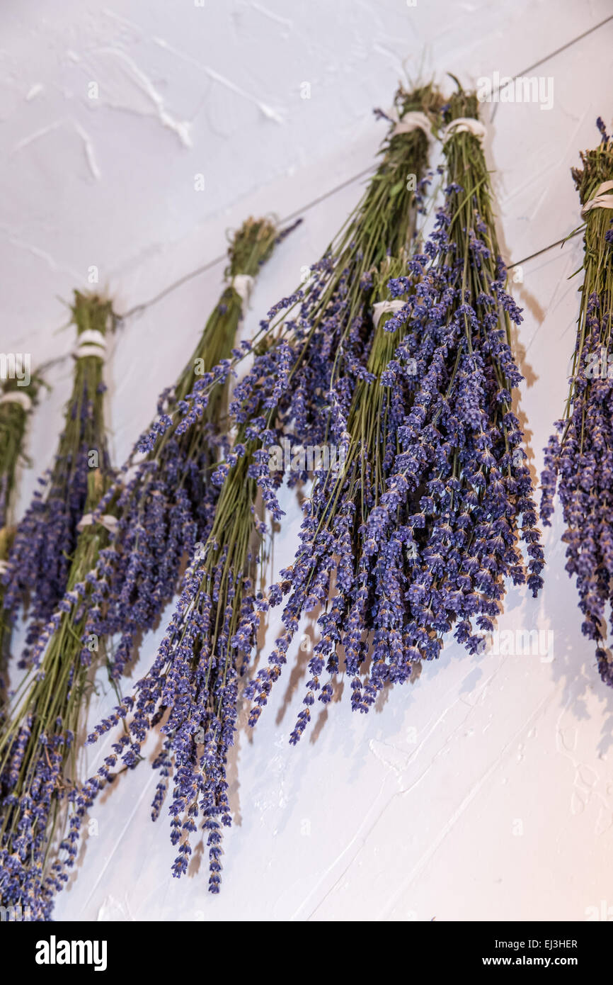 Lavendel hing trocken bei Pelindaba Lavender Farm, San Juan Island, Washington, USA Stockfoto