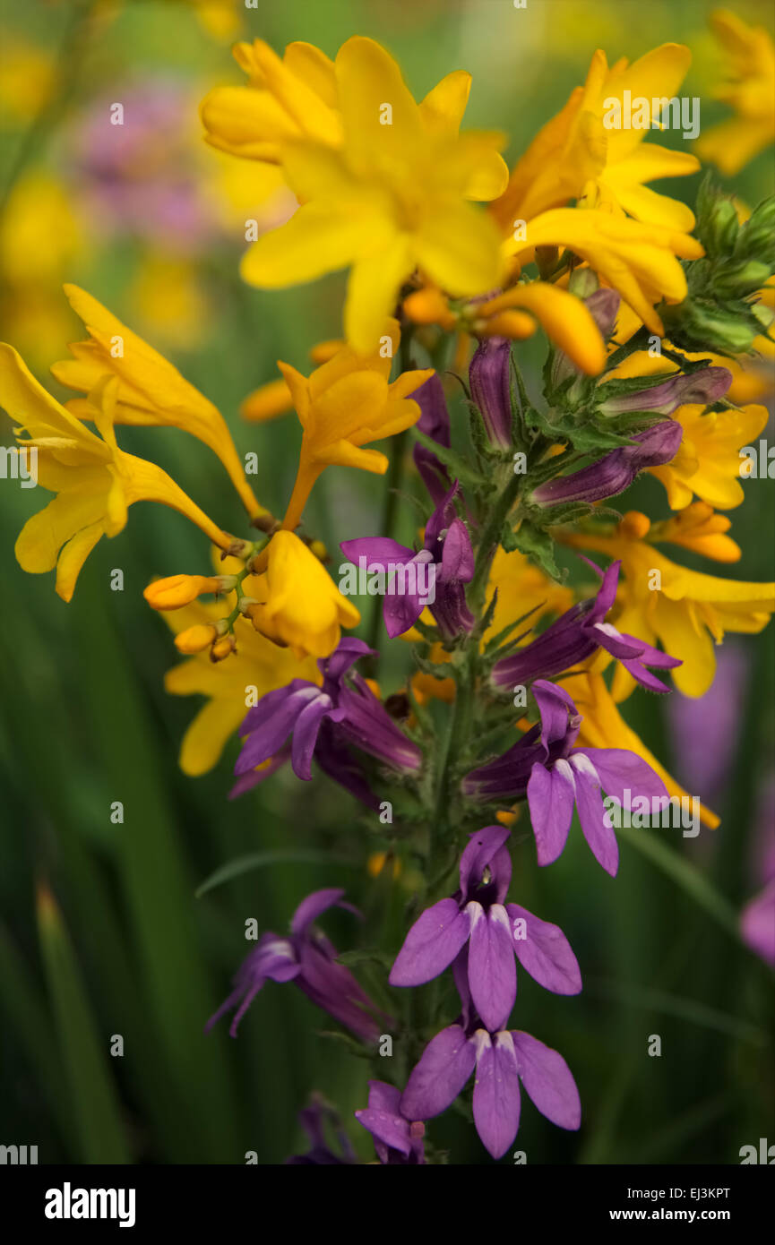 Lobelia X speciosa 'Vedrariensis' mit Crocosmia "Holbrook Summer" Stockfoto