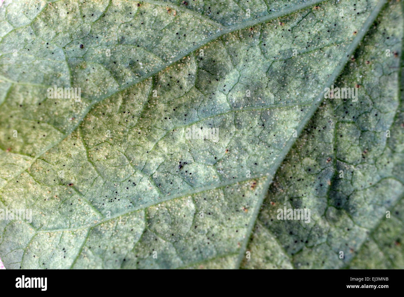 Rote Spinne Milbe Befall Tetranychus Urticae - Symptome von der Unterseite von einem Morning Glory - Ipomoea Stockfoto