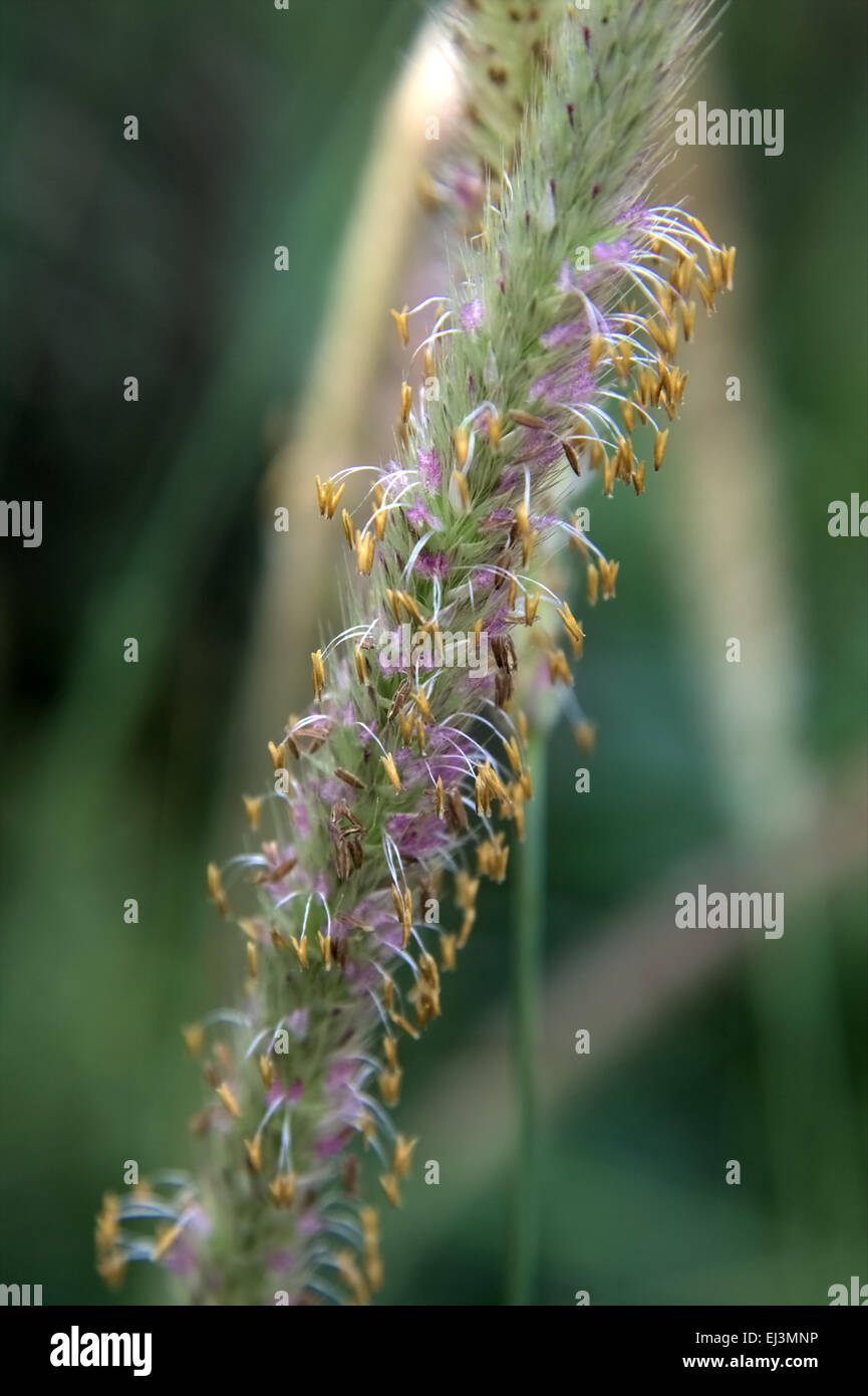 Lampenputzergras Macrourum in Blüte Stockfoto