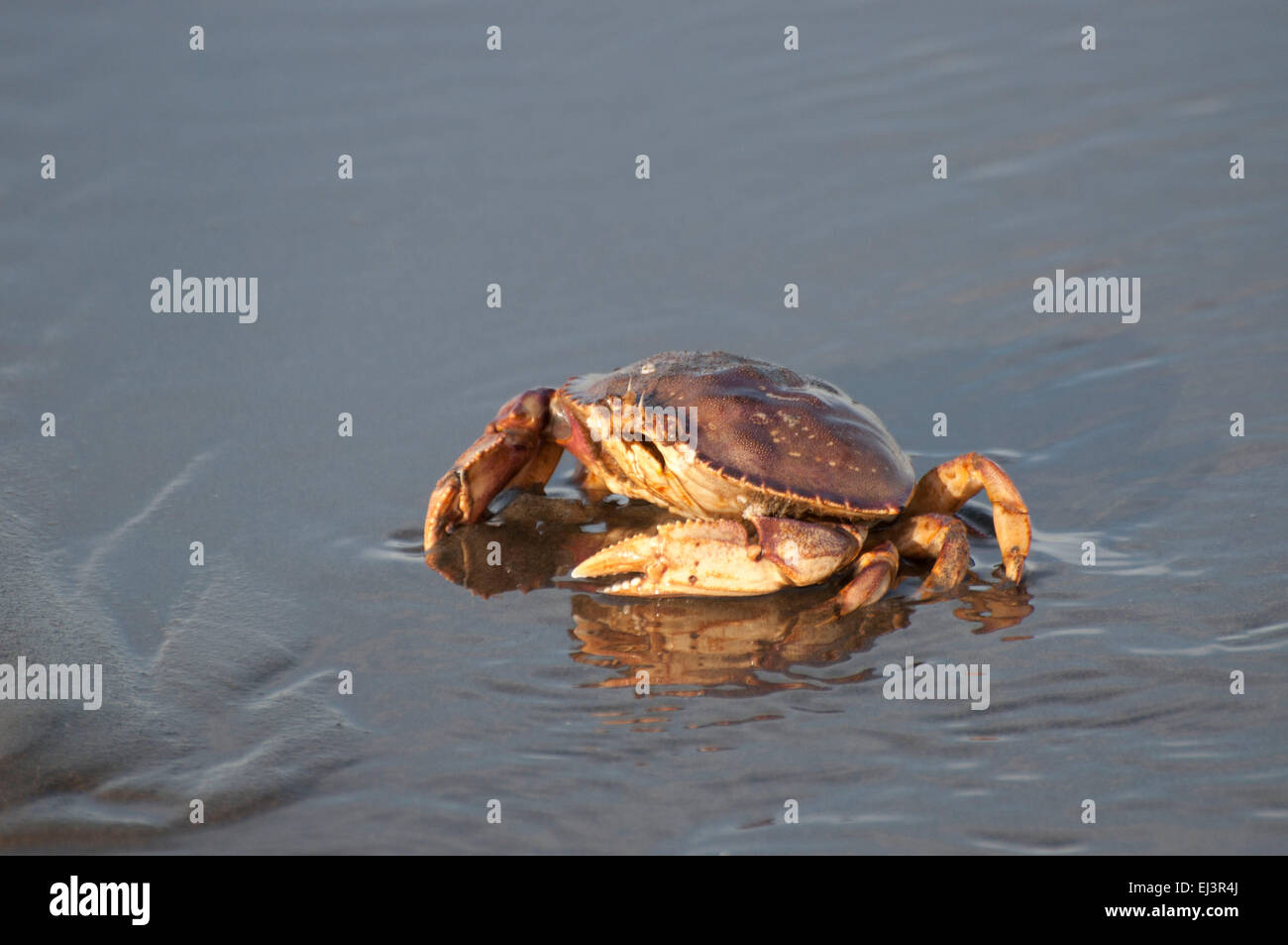 Dungeness Krabbe in den Sand, als die Brandung ausgeht, am Strand von Ocean Shores, WA, Grays Harbor County, USA. Stockfoto