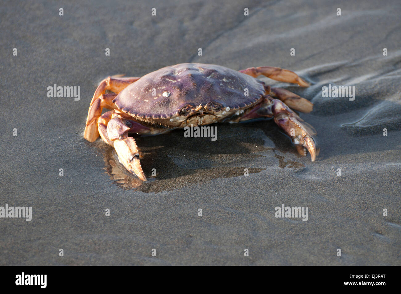 Dungeness Krabbe in den Sand, als die Brandung ausgeht, am Strand von Ocean Shores, WA, Grays Harbor County, USA. Stockfoto