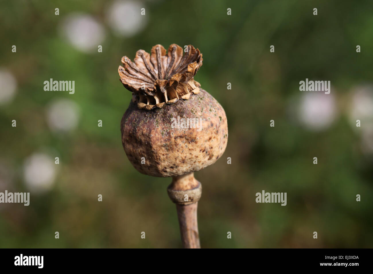 Mohn seedhead Stockfoto