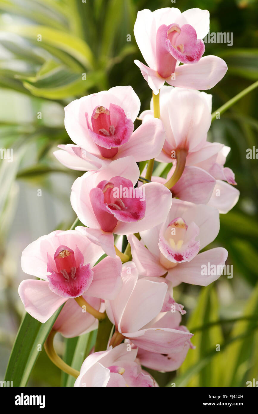 Blühende exotische rosa Cymbidium Orchideen auf eine Spitze, die auf eine Topfpflanze in ein Haus oder ein Kinderzimmer wächst Stockfoto
