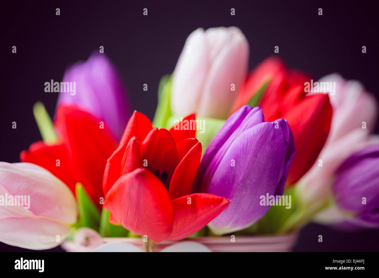 Reihe von Tulpen Stockfoto