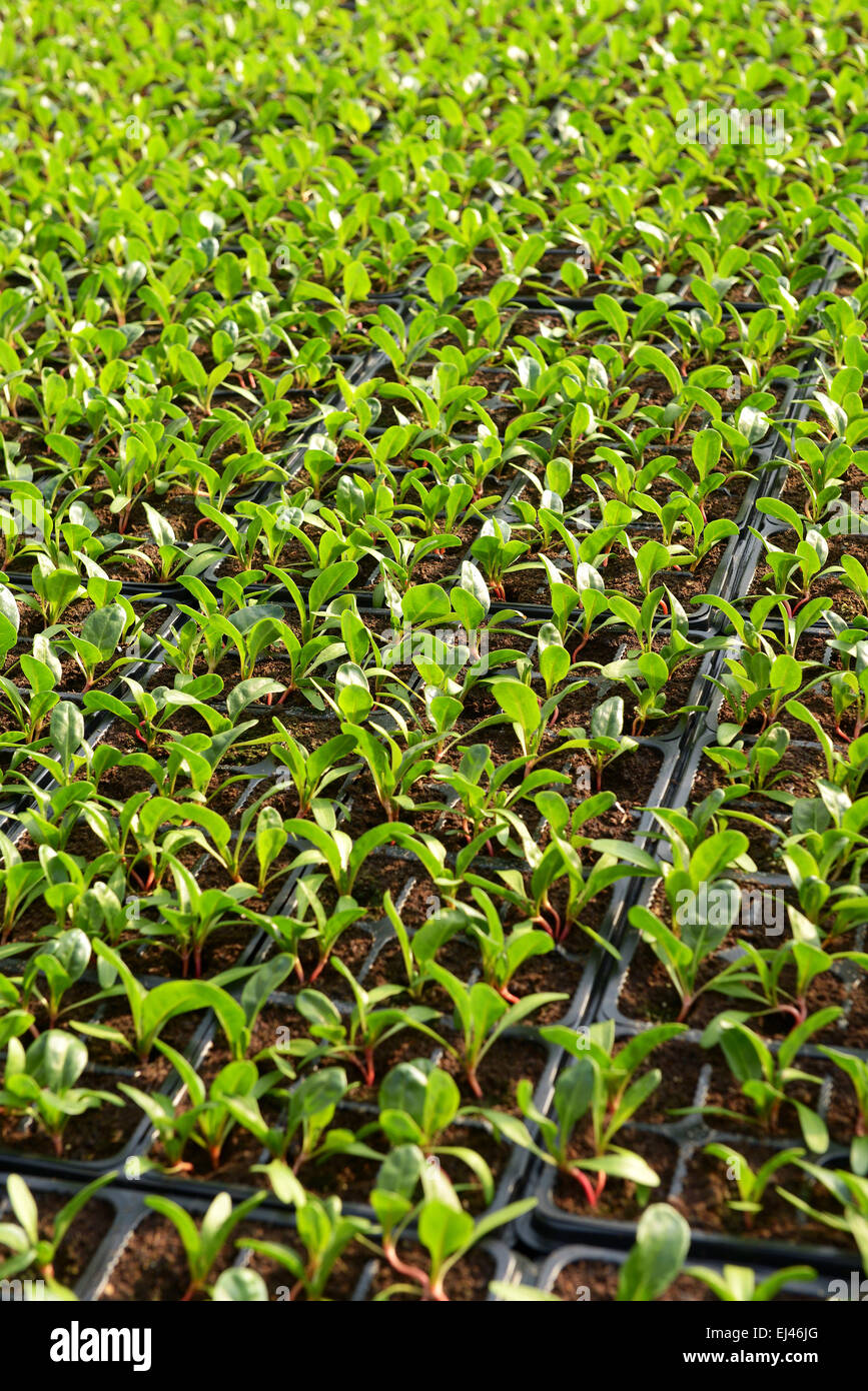 Salat-Plantage mit Reihen von kleinen grünen grünen Sämlinge verpflanzt in Trays während der Ausbreitung Stockfoto