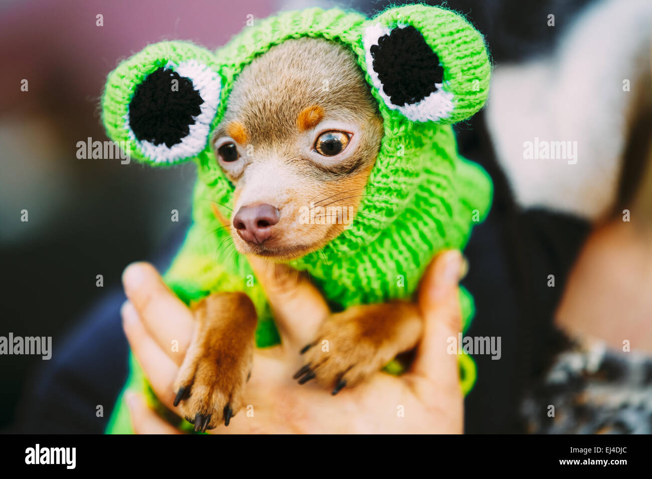 Wunderschöne kleine Chihuahua Hund gekleidet In Frosch-Outfit, Aufenthalt im Freien im Frühjahr Stockfoto