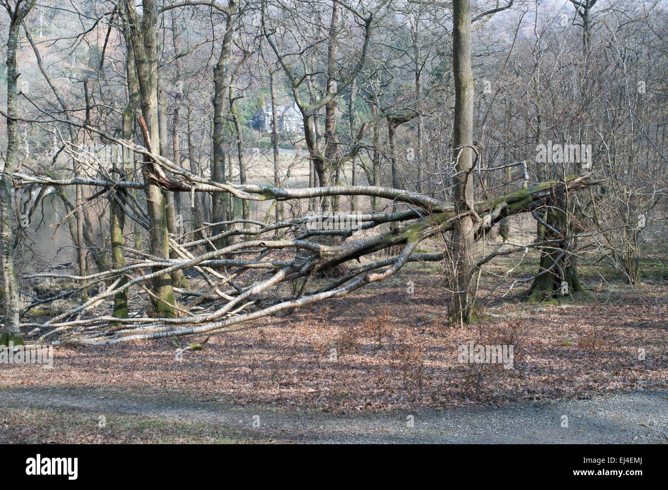 Baum, geblasen von starken Winden Rydal, Lake District, England, UK Stockfoto
