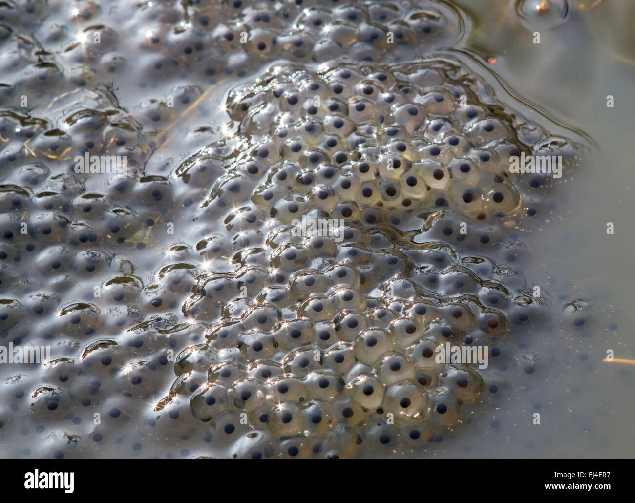 Frosch laich Fotos und Bildmaterial in hoher Auflösung Alamy