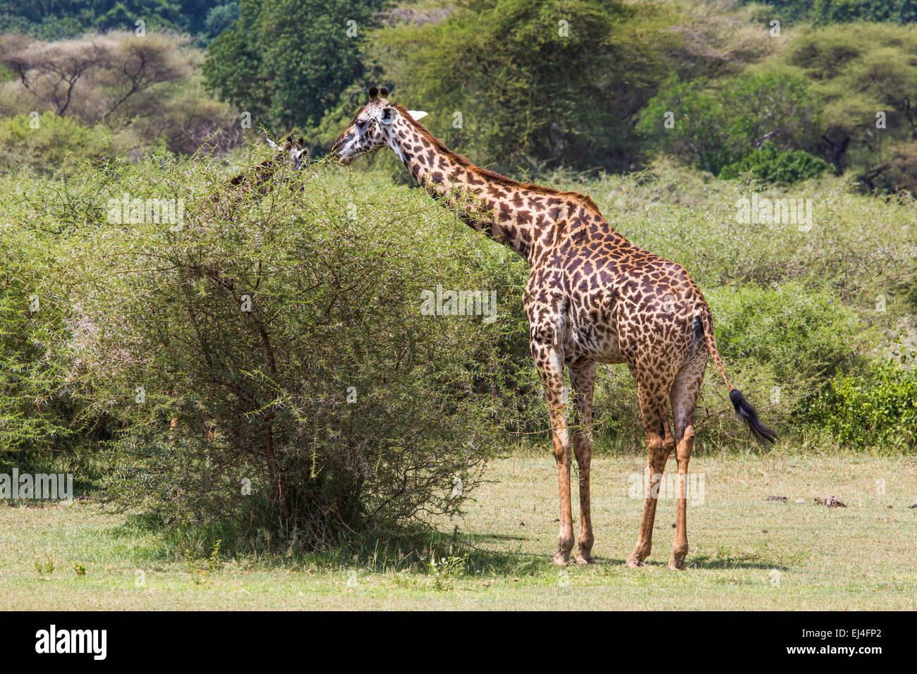 Giraffe auf Safari wilde Fahrt, Kenia. Stockfoto