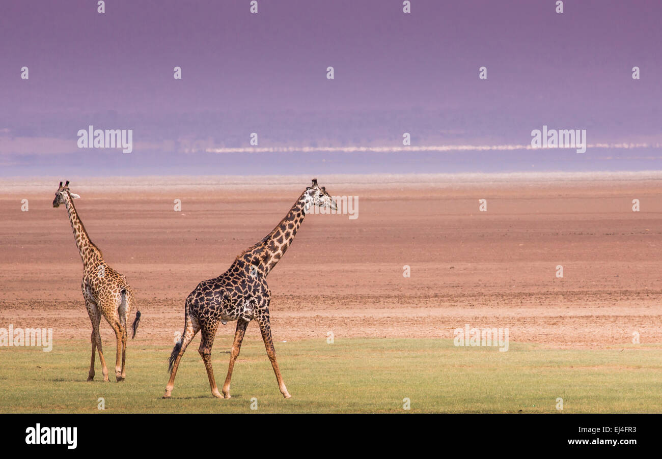 Giraffen im Lake Manyara National Park, Tansania Stockfoto