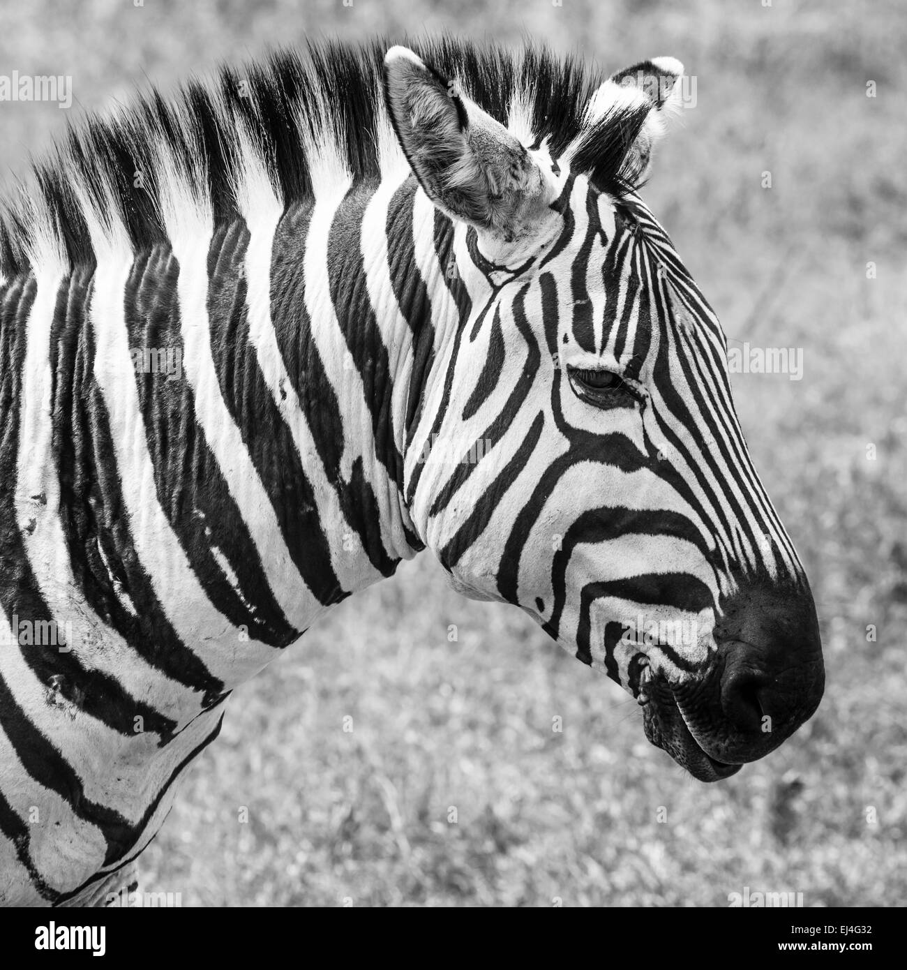 Zebra im Nationalpark. Afrika, Kenia Stockfoto