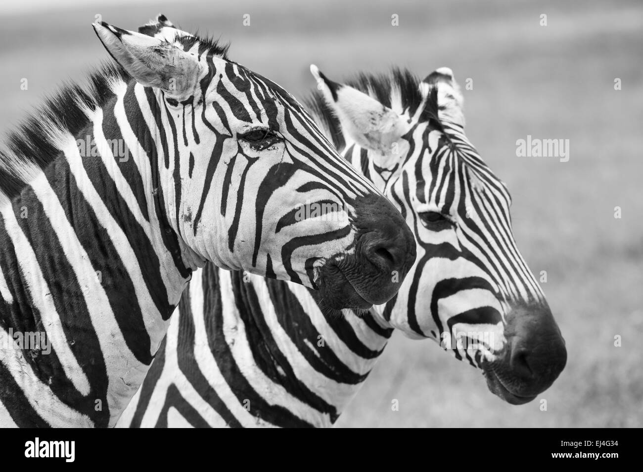 Zebra im Nationalpark. Afrika, Kenia Stockfoto