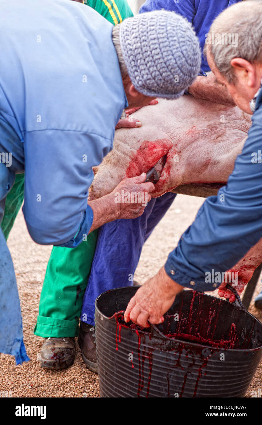 Traditionelle Schlachtung in einer ländlichen Gegend. Bauer sammeln das Blut und stiring es vermeiden die Gerinnung Stockfoto
