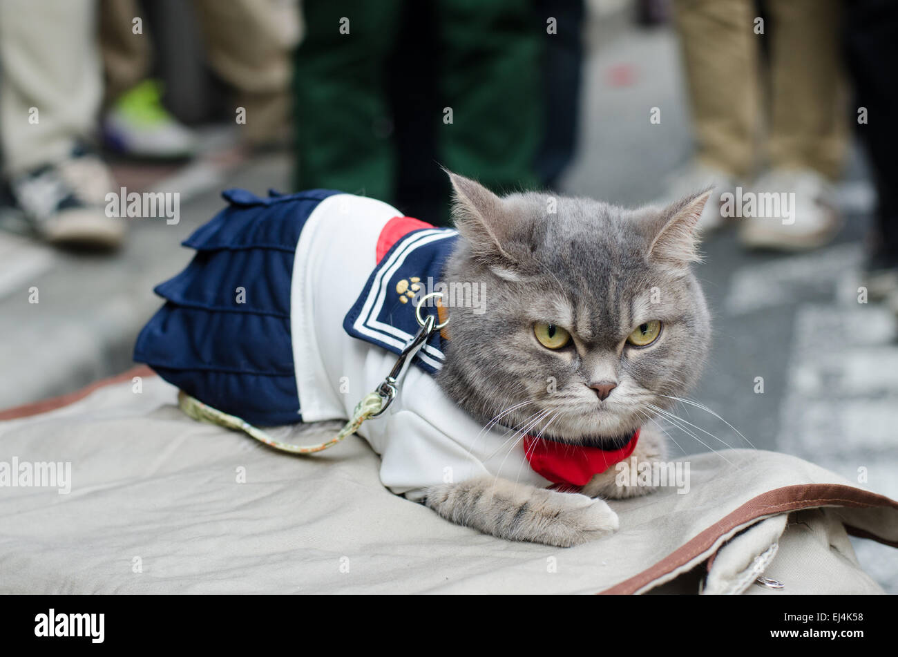 Eine Katze, gekleidet in eine Schuluniform zieht die Aufmerksamkeit auf die jährliche Nipponbashi Street Festival im Zentrum von Osaka, Japan im März 2015. Stockfoto