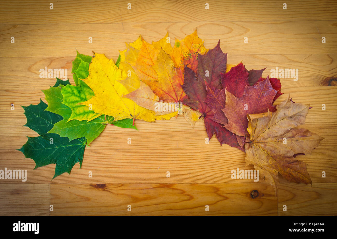 Lebenszyklus eines Blattes, Herbstfarben, Natur Stockfoto