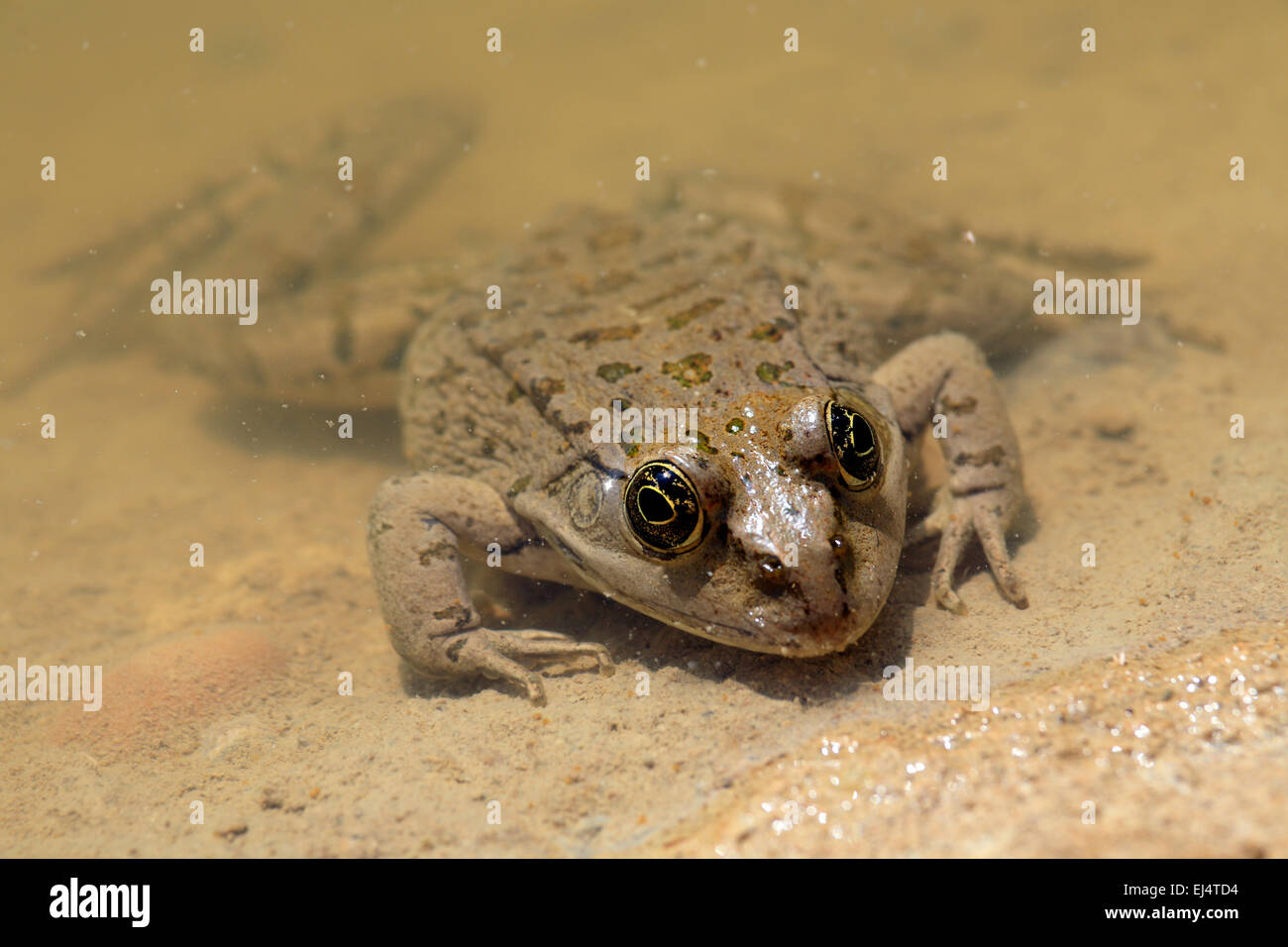 Frosch in einer Lache des Wassers Stockfoto