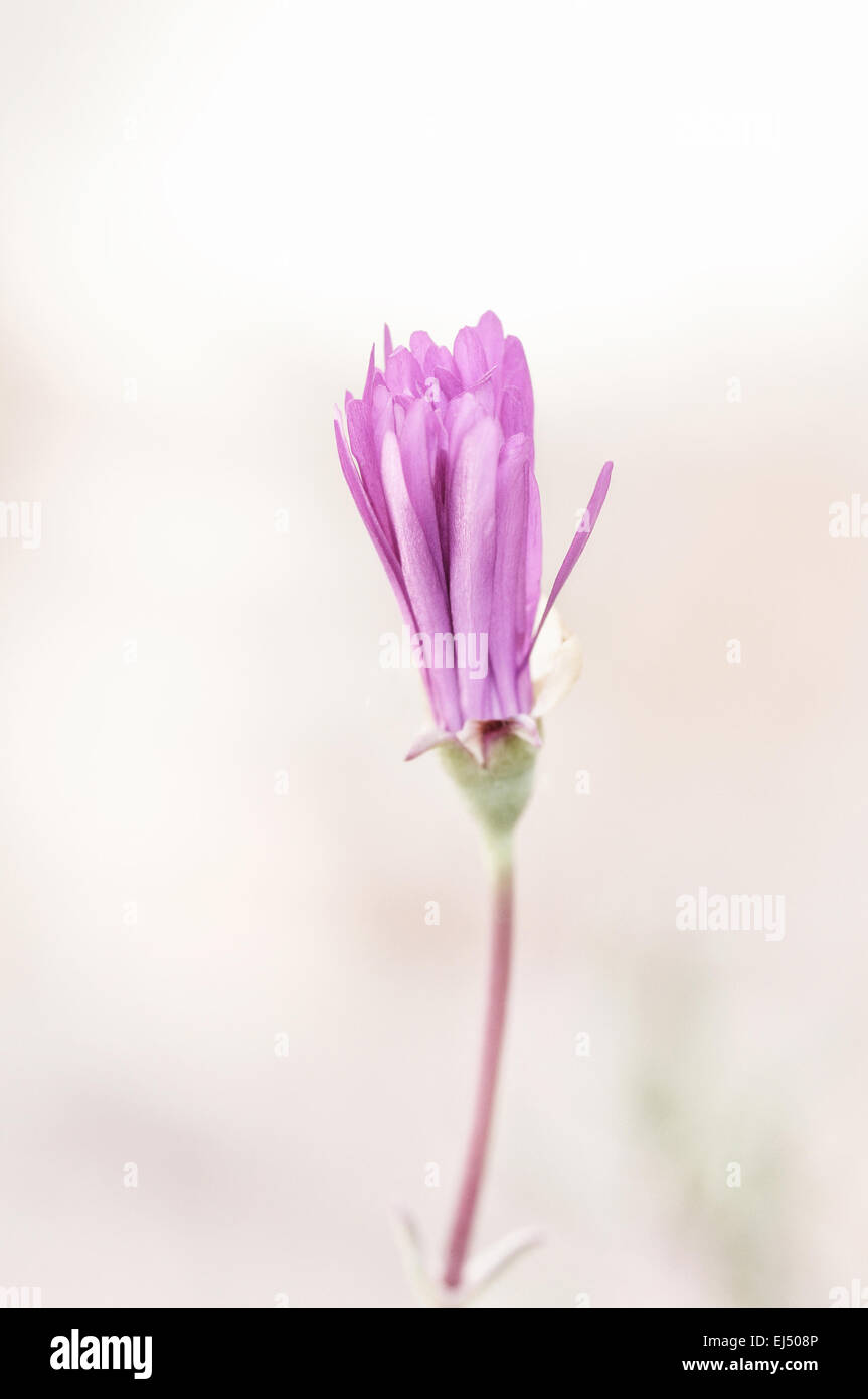 Makroaufnahme einer einzelnen lila Blume in High Key mit Textfreiraum. Stockfoto