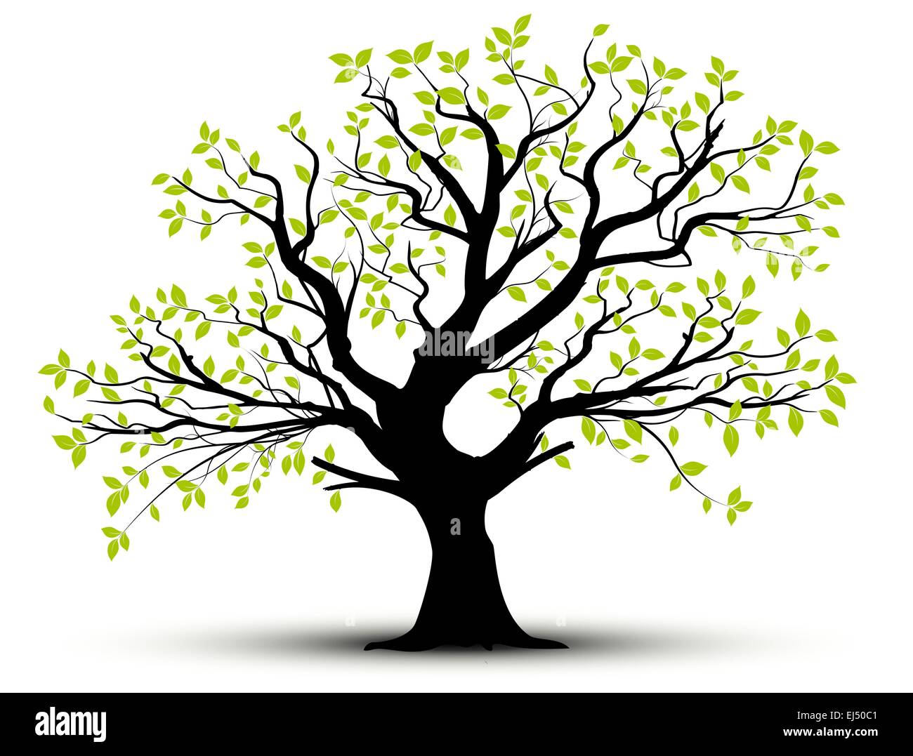Vektor Baum Im Fruhling Grunes Laub Stock Vektorgrafik Alamy