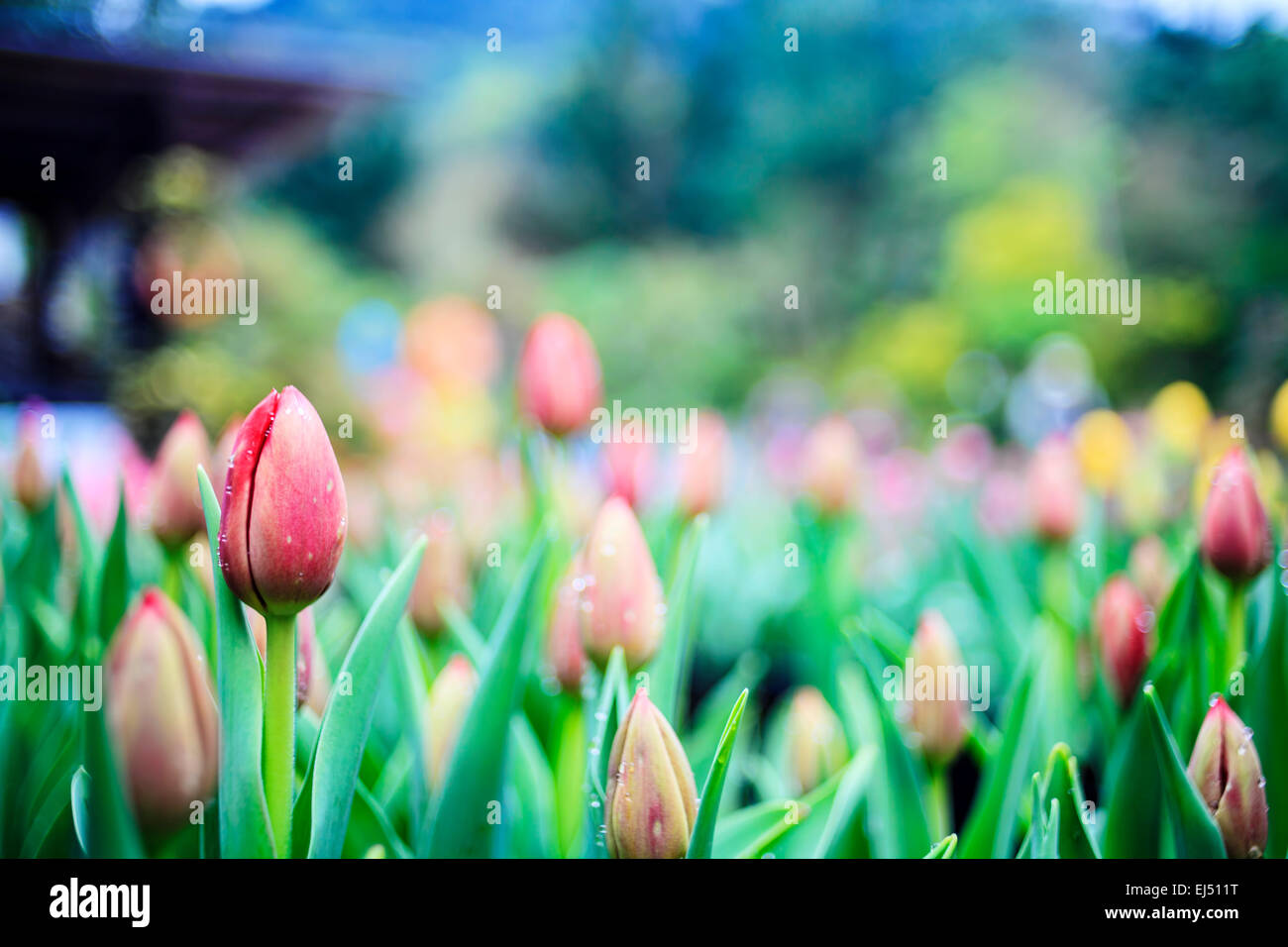 Tulpe. Schöner Blumenstrauß Tulpen. Bunte Tulpen. Tulpen in der Frühlingssonne. Tulpe im Feld Stockfoto