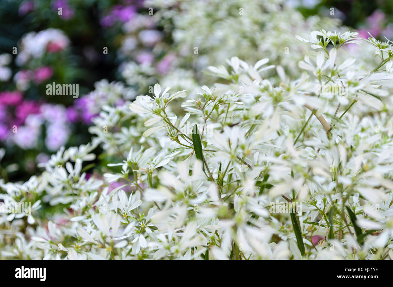 Exotisch schöne weiße Blume im Garten Stockfoto