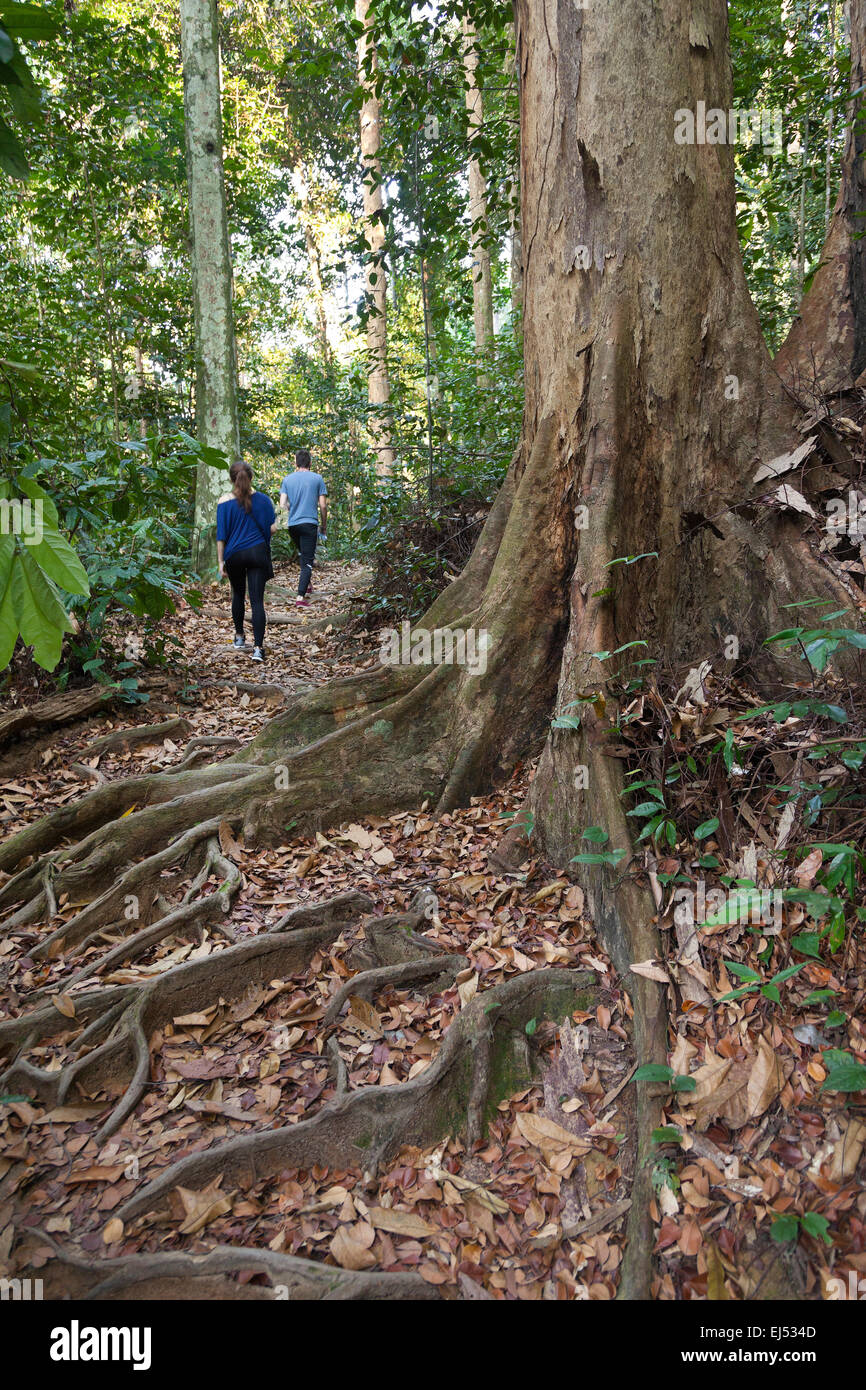 Tropischen Regenwald Strebepfeiler Wurzeln, Malaysia. Stockfoto