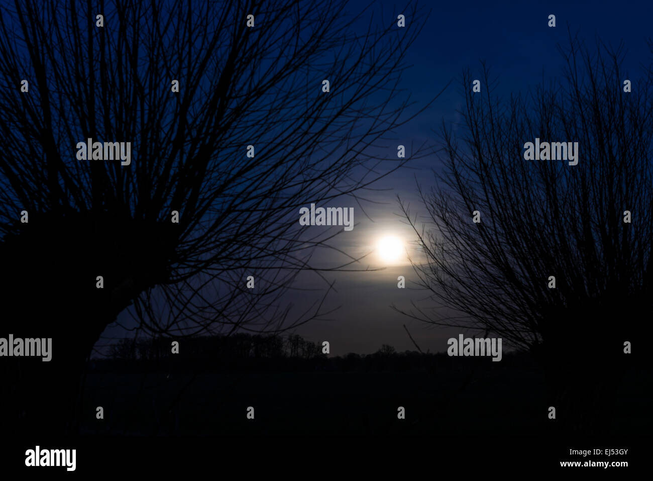 Mond zwischen zwei Plloard Weiden in der Nacht mit dunkelblauen Himmel und Niederlassungen. Stockfoto