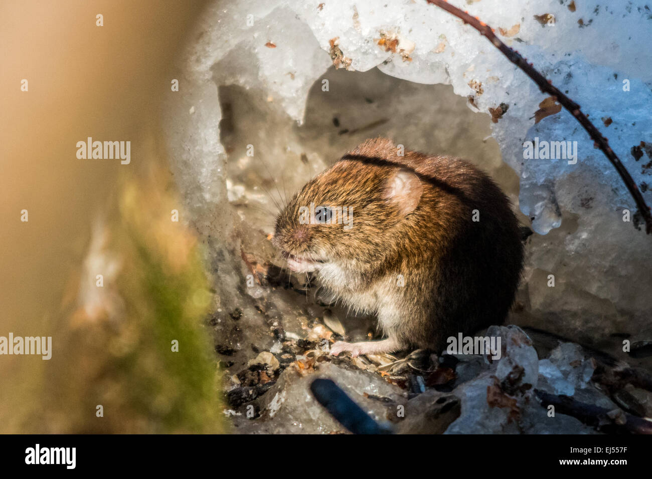 Rötelmaus (Myodes Glareolus) Stockfoto