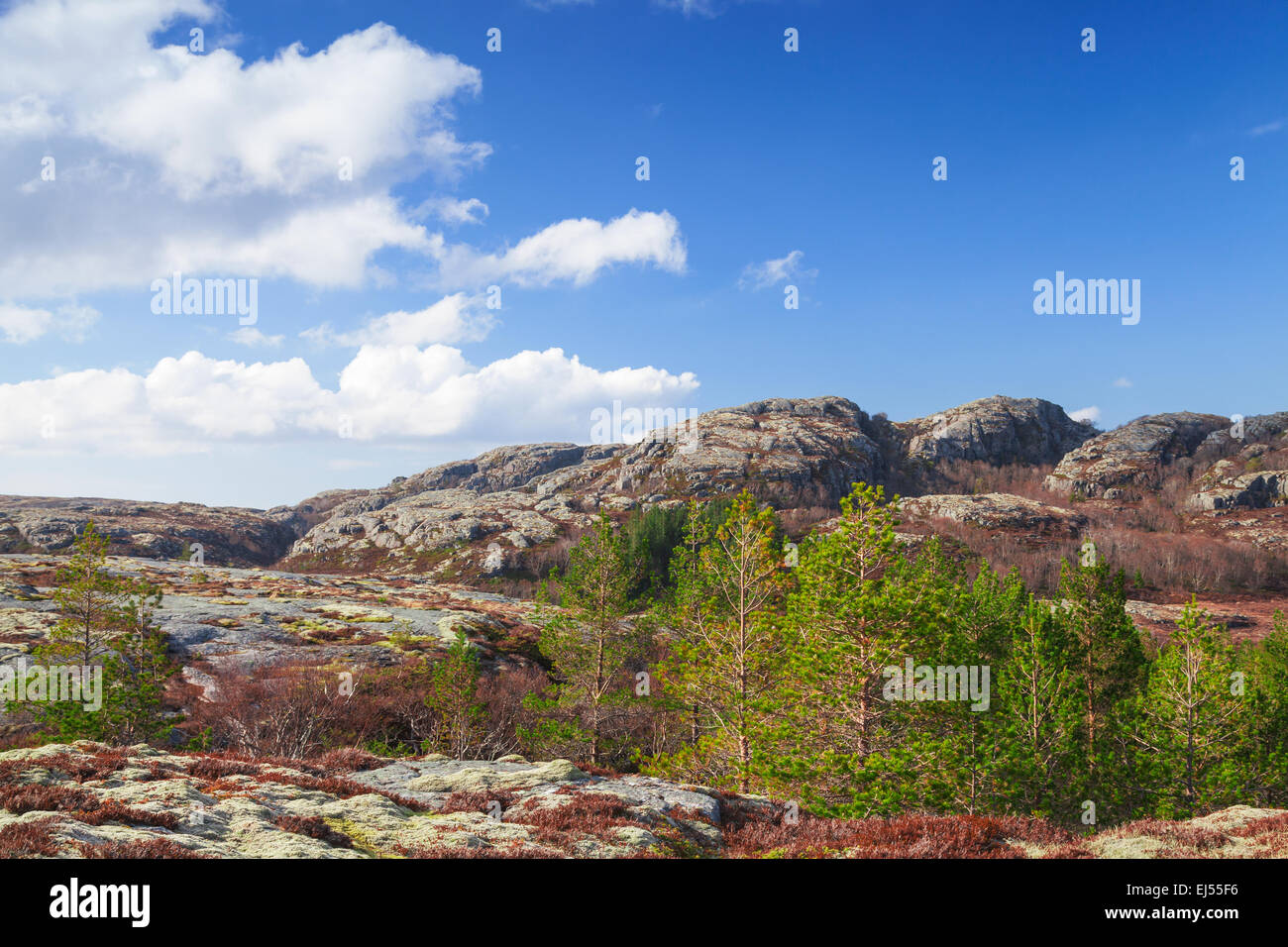 Norwegische Berglandschaft mit bewölktem Himmel und kleinen Kiefern Stockfoto