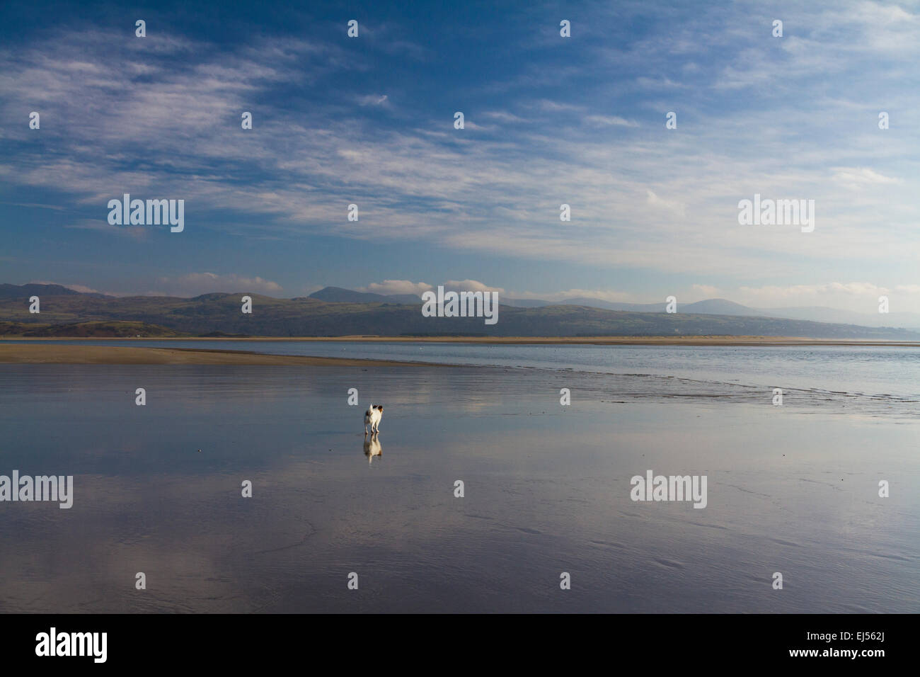 Ein kleiner Hund steht auf der weite Strand von Black Rock Sandstrände, Porthmadog, Blick auf das Meer Stockfoto