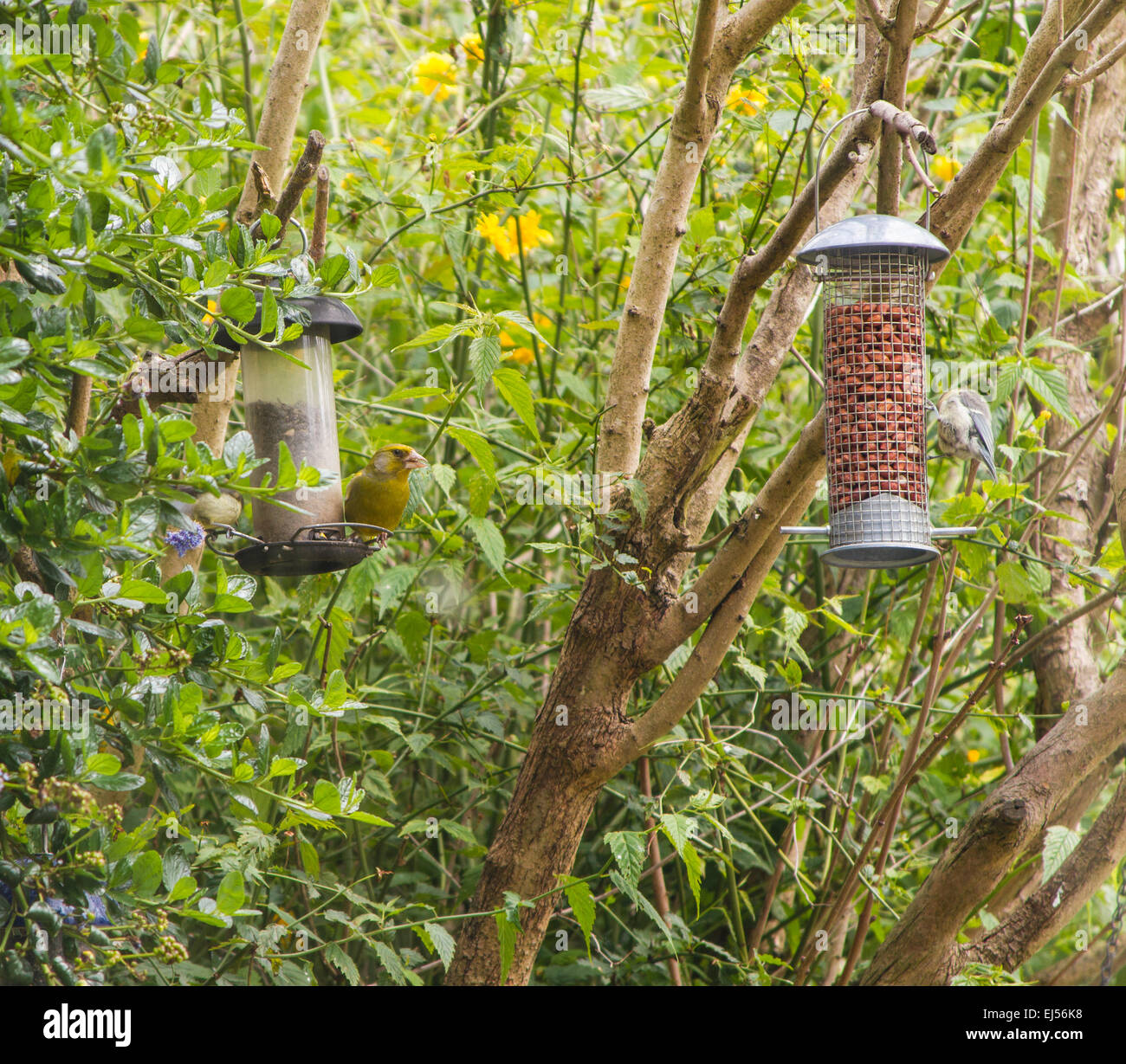 Blaumeise und Grünfink auf Garten Bird Feeder Stockfoto