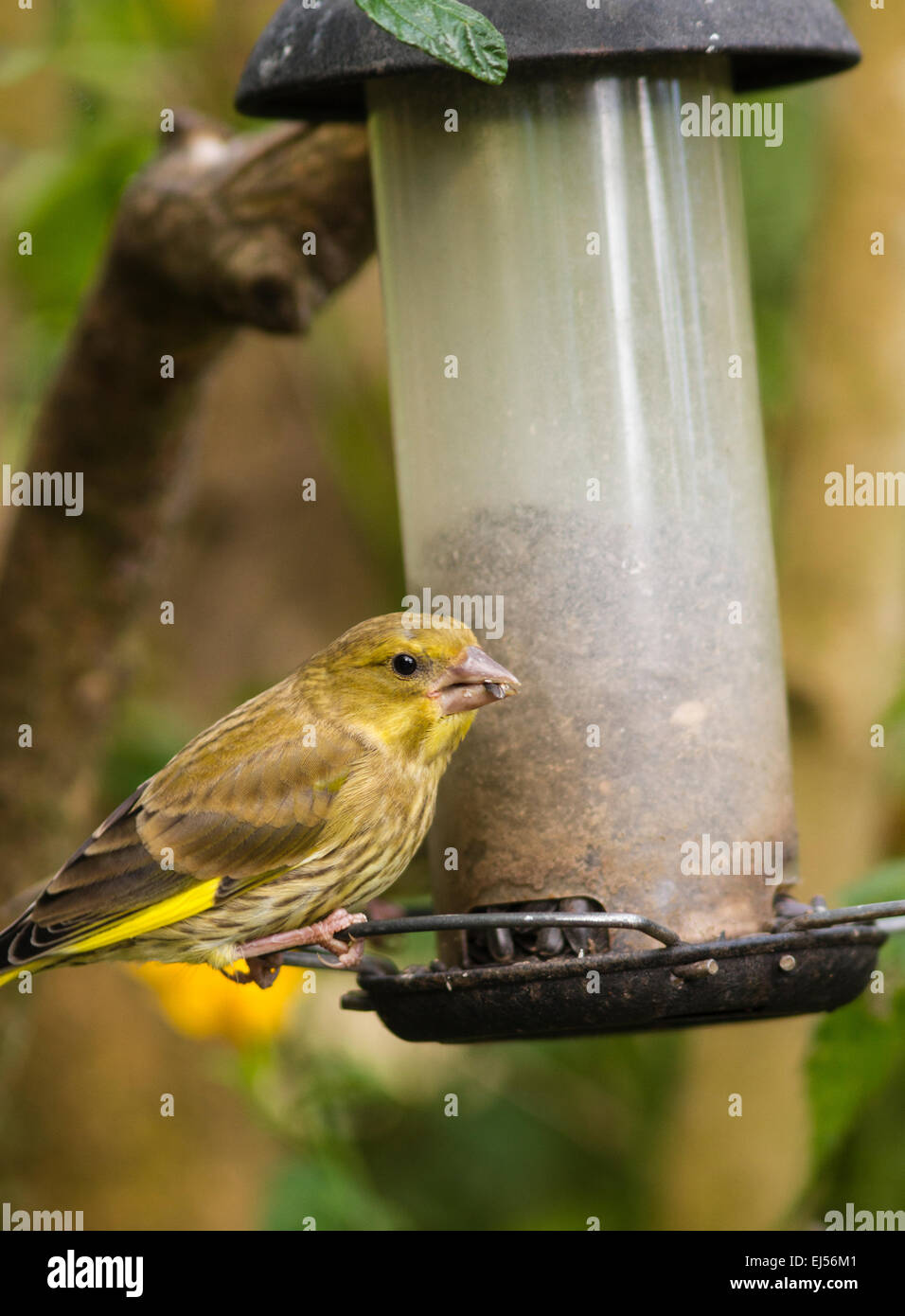 Grünfink auf ein Garten Vogelhaus Stockfoto